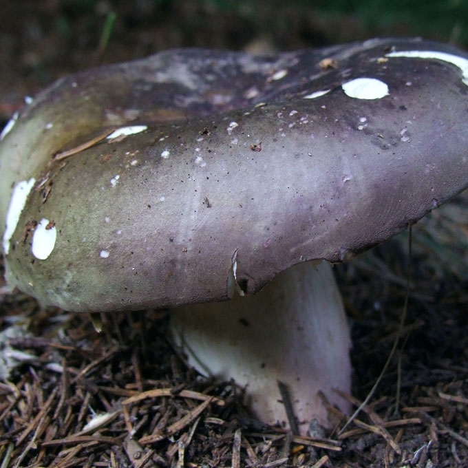 KROMBHOLCO UMĖDĖ