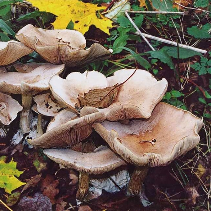 KVAPIOJI STIRNABUDĖ