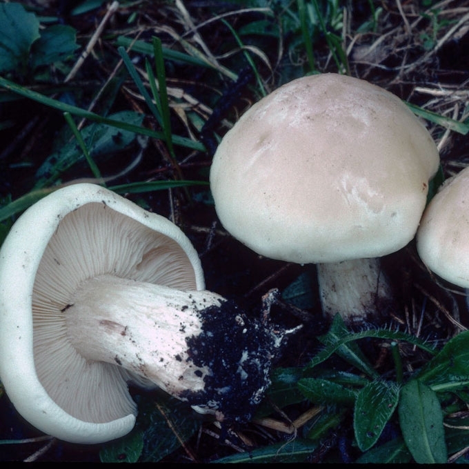 KVAPIOJI STIRNABUDĖ