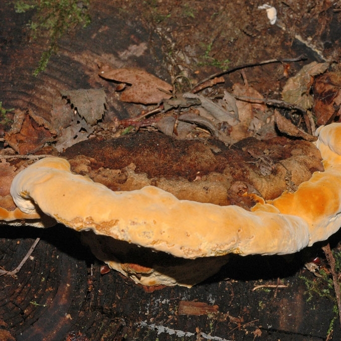 KVAPNIOJI ANYŽPINTĖ