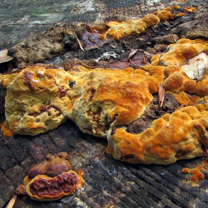 KVAPNIOJI ANYŽPINTĖ