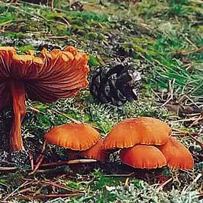 LAKUOTOJI LAKABUDĖ