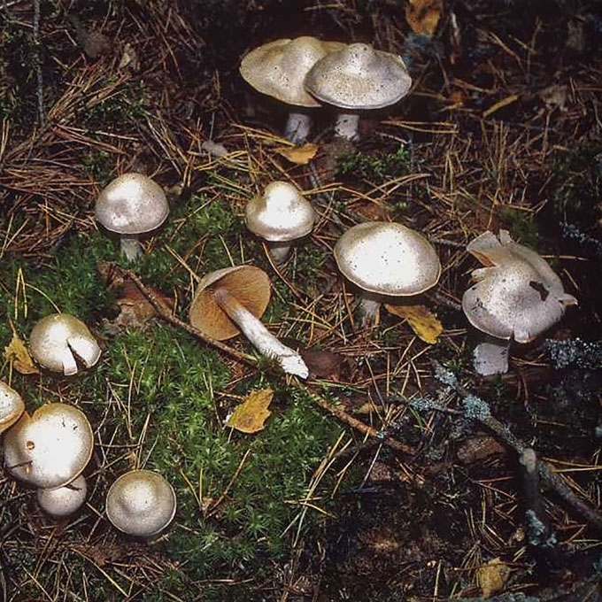 LELIJINIS NUOSĖDIS