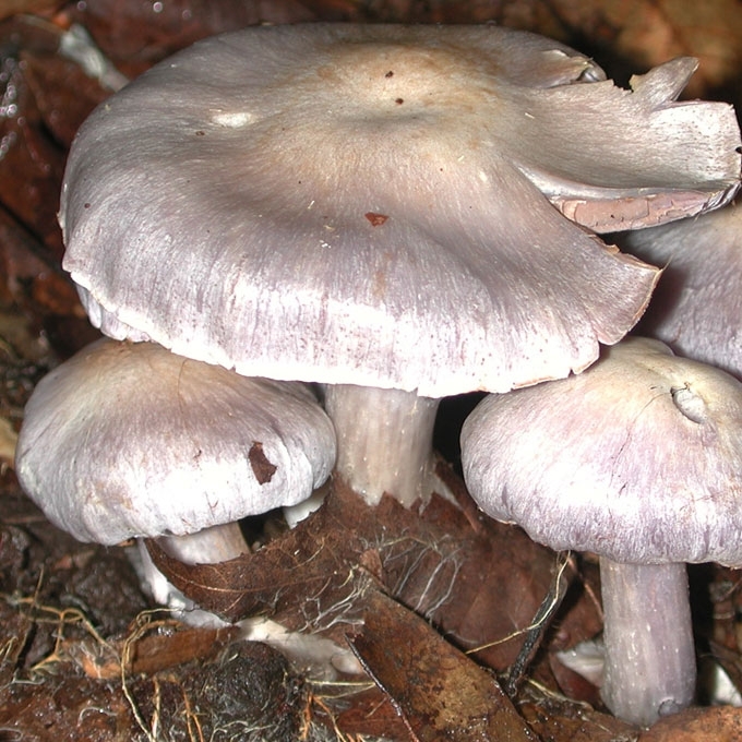 LELIJINIS NUOSĖDIS