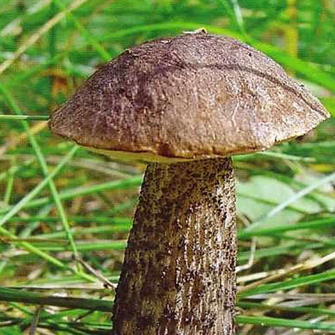 LEPŠĖ