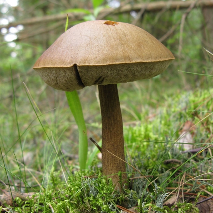 LEPŠĖ