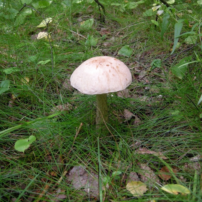Grybautojo Augio rasta lepšė Klaipėdos raj.
