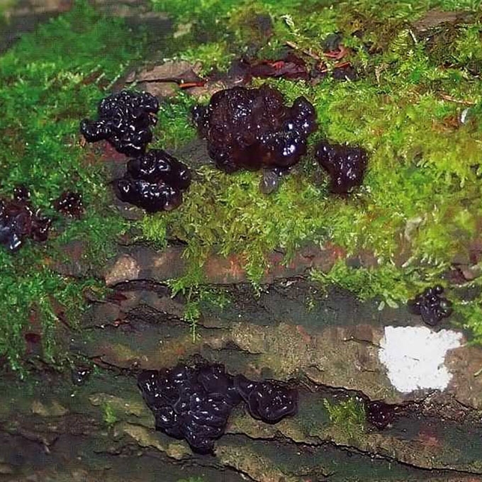 LIAUKINGASIS DREBUTIS