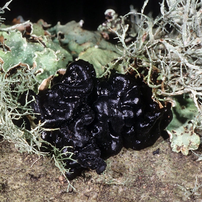 LIAUKINGASIS DREBUTIS