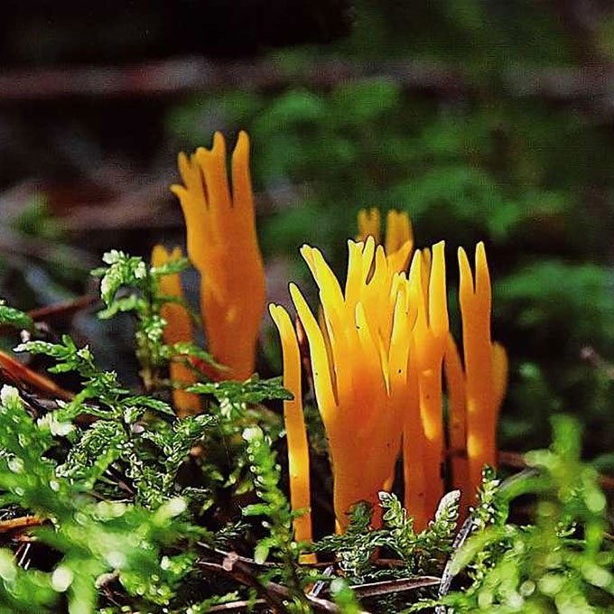LIPNUSIS TAMPRIAGRYBIS