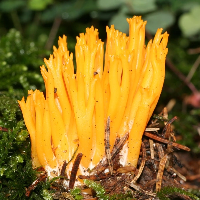 LIPNUSIS TAMPRIAGRYBIS