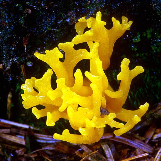 LIPNUSIS TAMPRIAGRYBIS