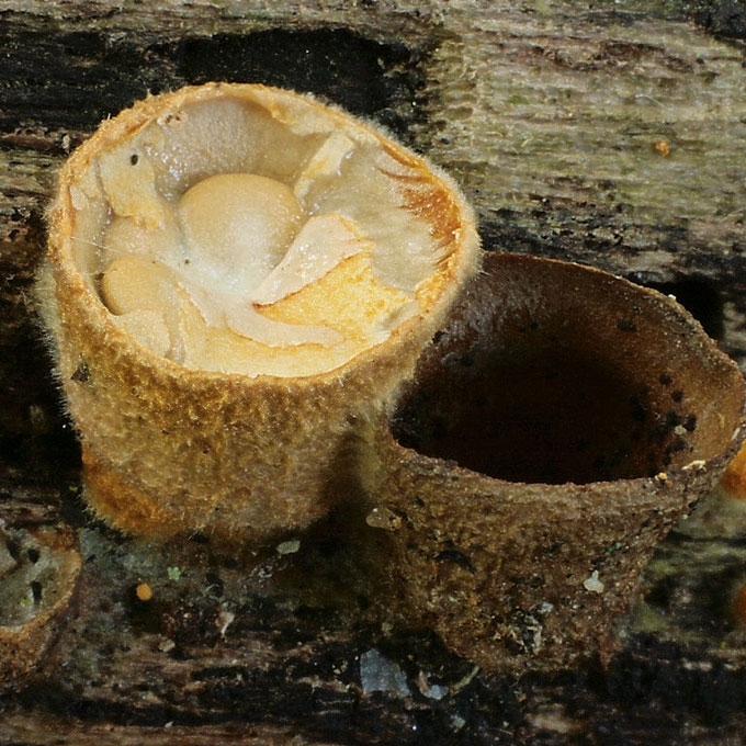 LYGUSIS TIGLIAGRYBIS