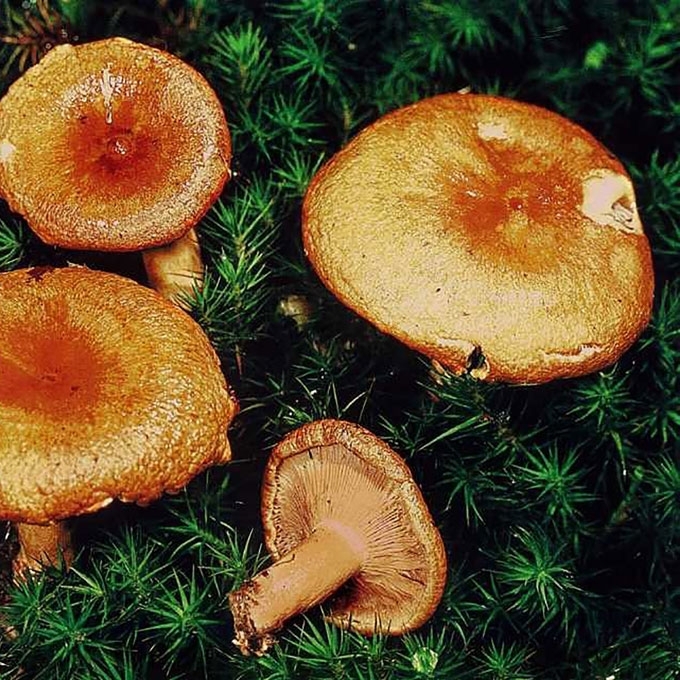 MAUMEDYNINIS PIENGRYBIS