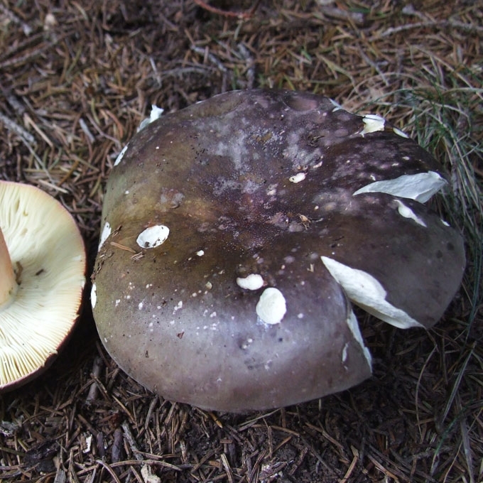 MELSVAŽALĖ ŪMĖDĖ