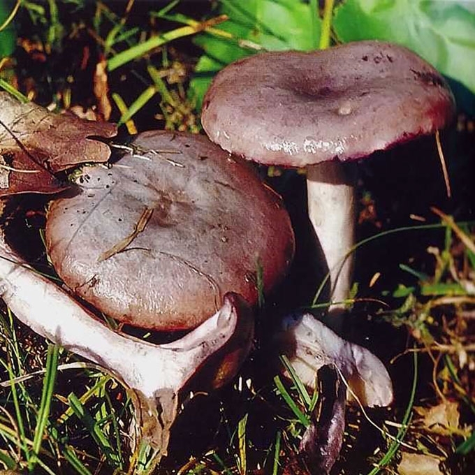 MELSVĖJANTYSIS PIENGRYBIS