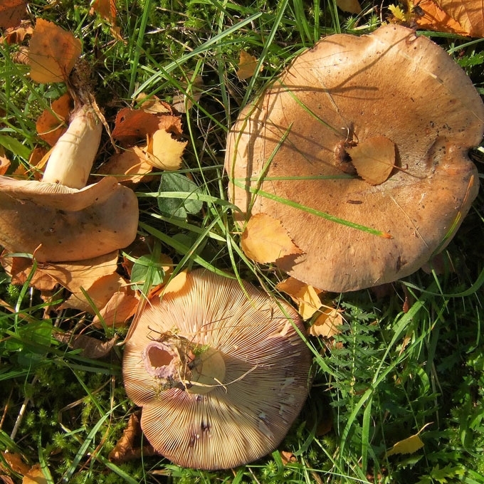 MELSVĖJANTYSIS PIENGRYBIS