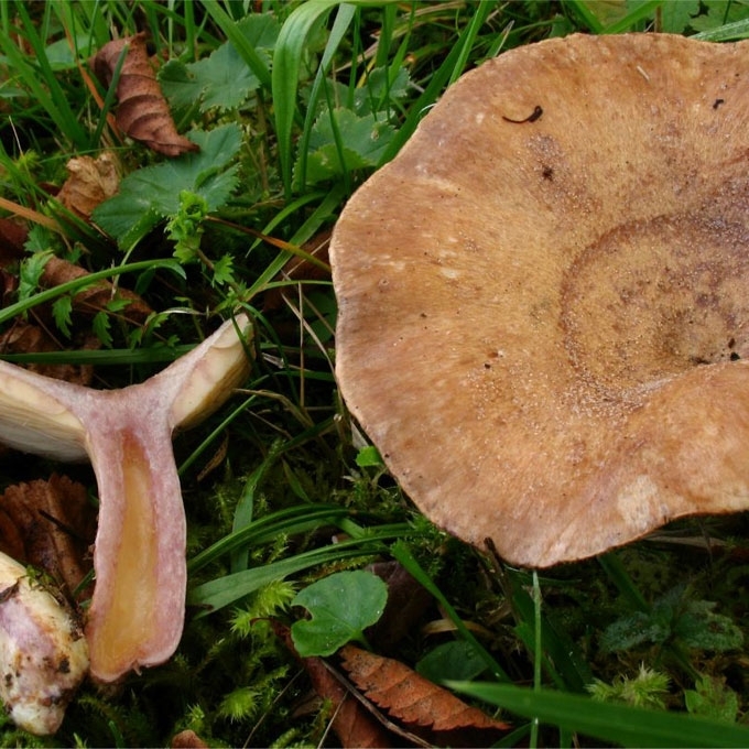 MELSVĖJANTYSIS PIENGRYBIS