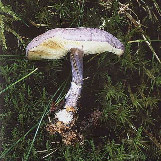 MELSVOJI BALTEKLĖ