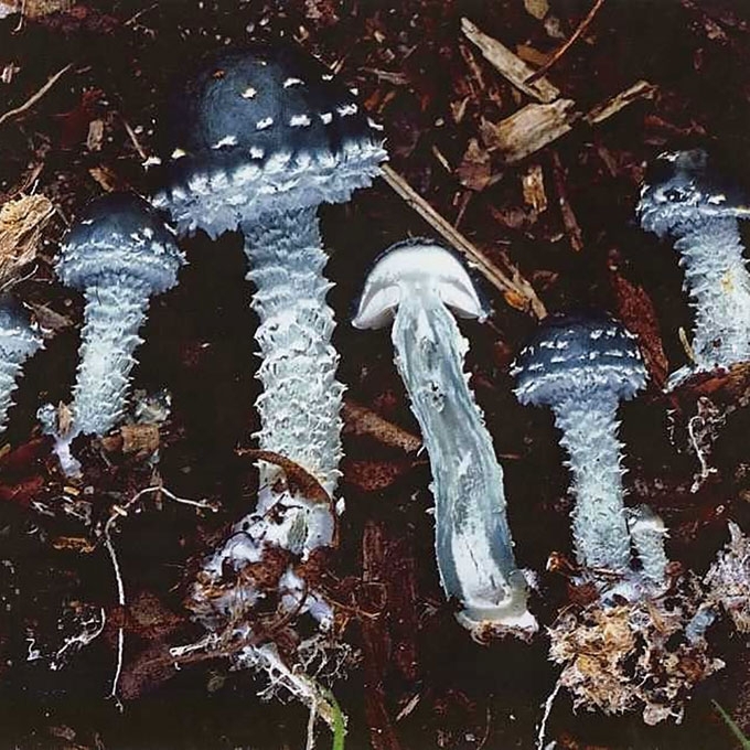 MELSVOJI GLEIVIABUDĖ