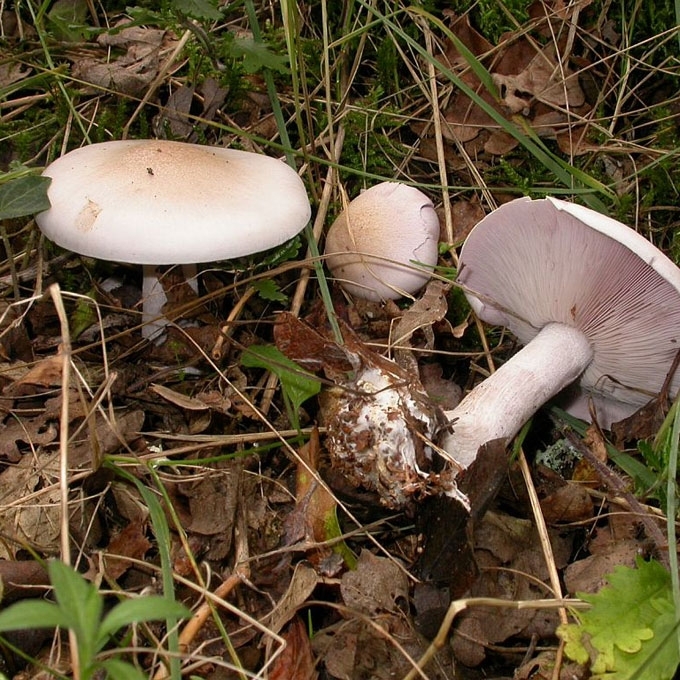 MELSVOJI STIRNABUDĖ