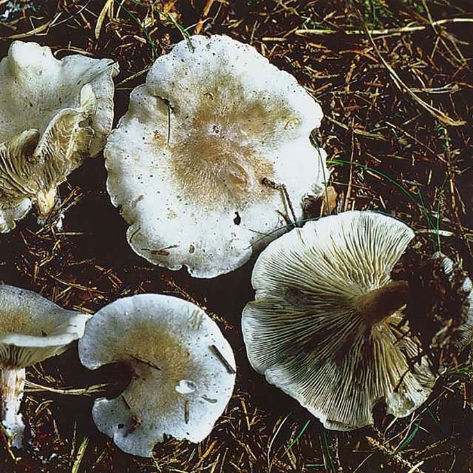 MELSVOJI TAURIABUDĖ