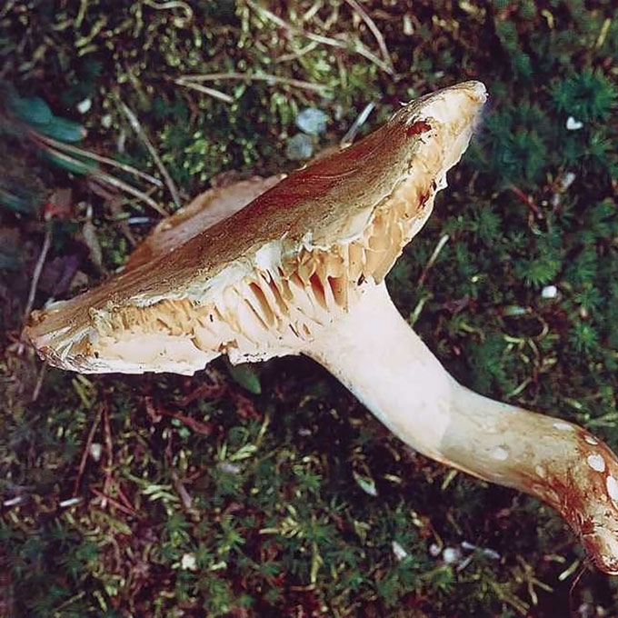 MIŠKINĖ GUOTĖ