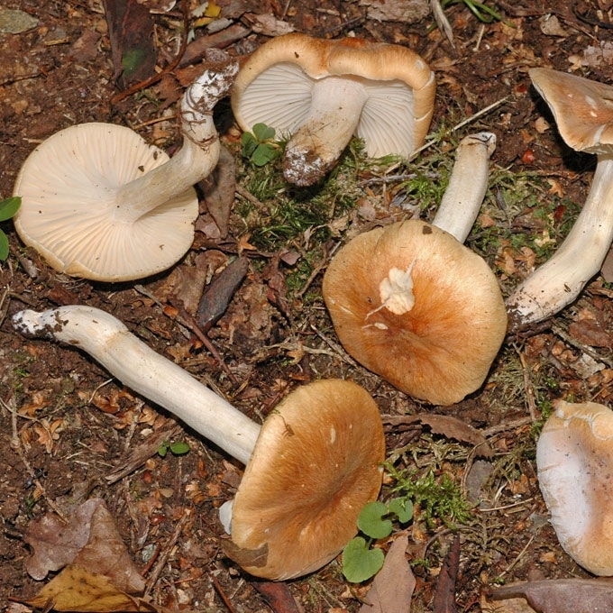 MIŠKINĖ GUOTĖ