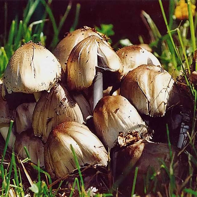 MIŠKINIS MĖŠLAGRYBIS