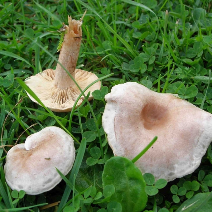 NUODINGOJI TAURIABUDĖ