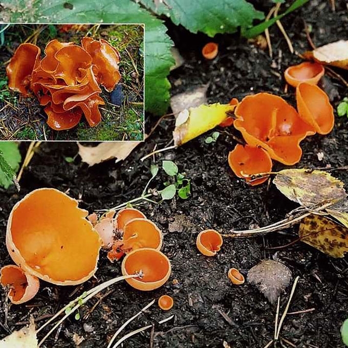 ORANŽINIS LĖKŠČIAGRYBIS