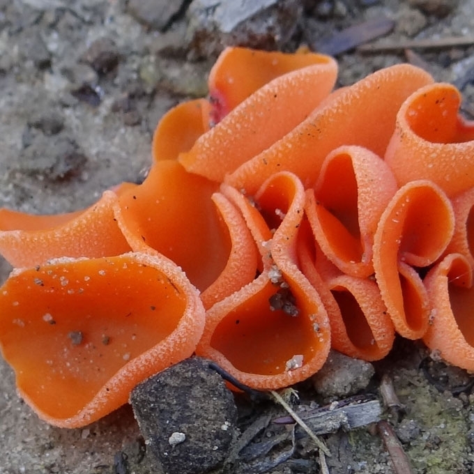 ORANŽINIS LĖKŠČIAGRYBIS