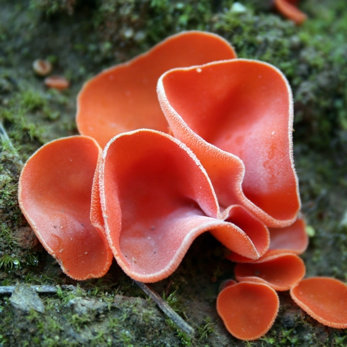 ORANŽINIS LĖKŠČIAGRYBIS