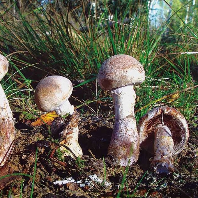OŽIAKVAPIS NUOSĖDIS