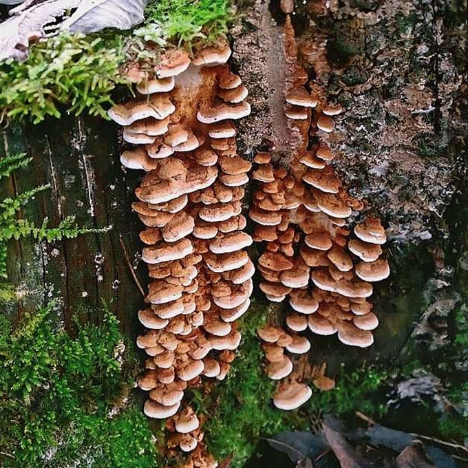 PAKOPINĖ ANTRODIJA