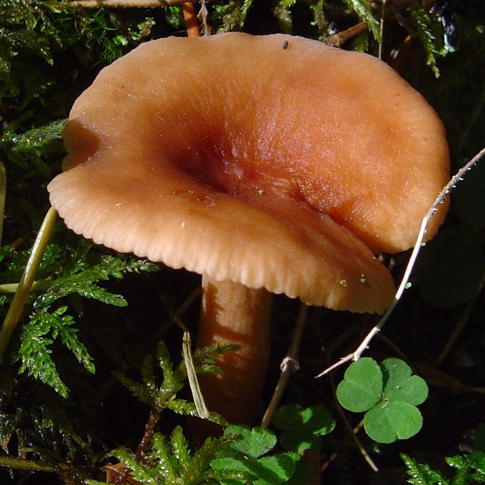 PALVASIS PIENGRYBIS