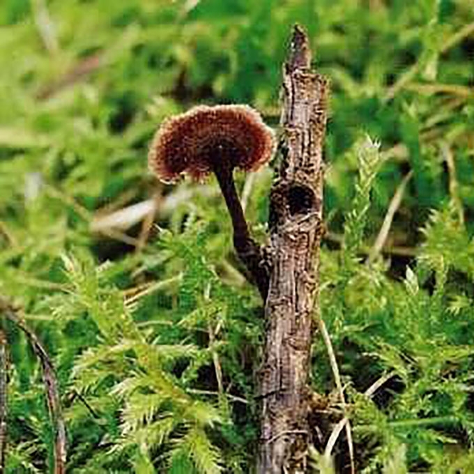 PAPRASTASIS AUSIADYGLIS