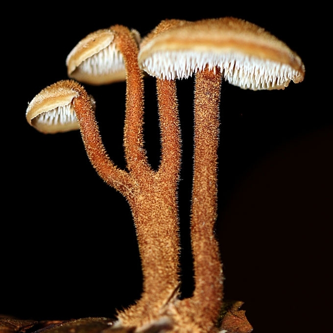 PAPRASTASIS AUSIADYGLIS