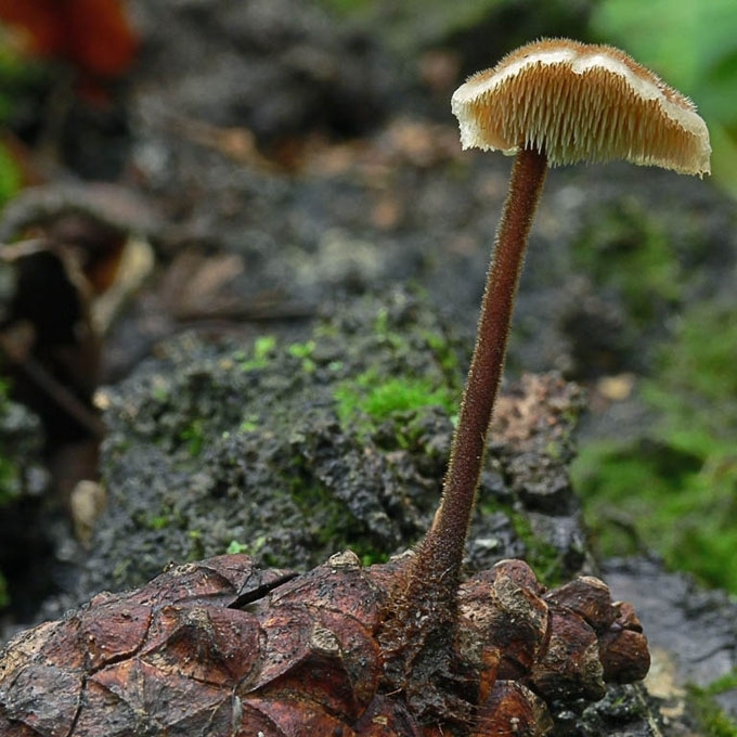 PAPRASTASIS AUSIADYGLIS