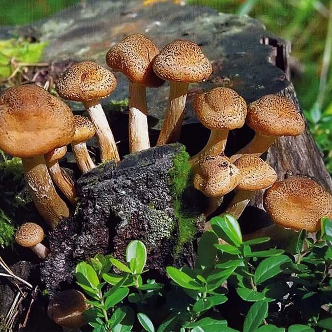 PAPRASTASIS KELMUTIS