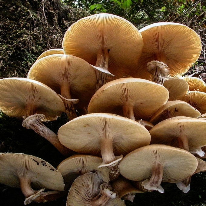 PAPRASTASIS KELMUTIS
