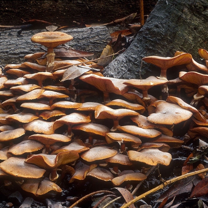 PAPRASTASIS KELMUTIS