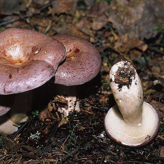 PAPRASTASIS PIENGRYBIS