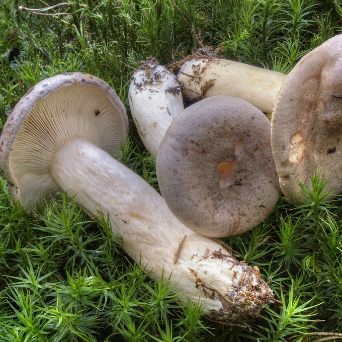 PAPRASTASIS PIENGRYBIS