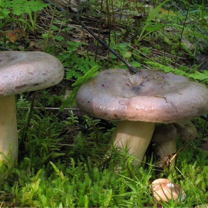 PAPRASTASIS PIENGRYBIS