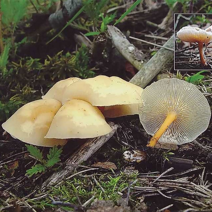 PAPRASTASIS PLEMPIS