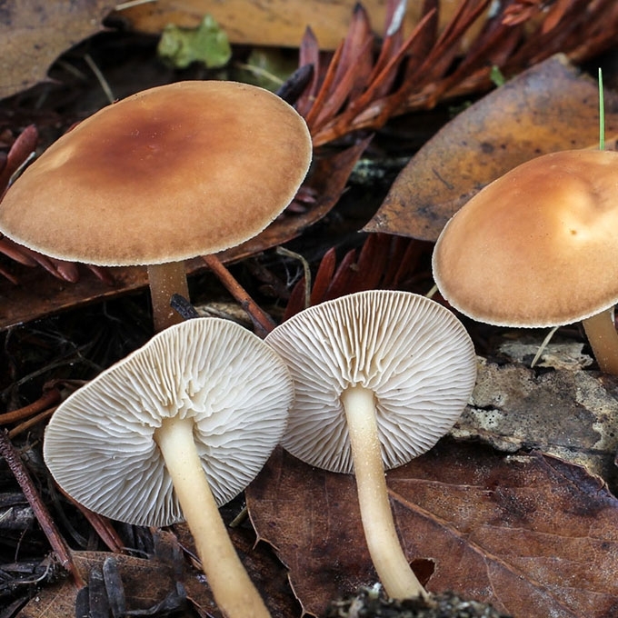 PAPRASTASIS PLEMPIS