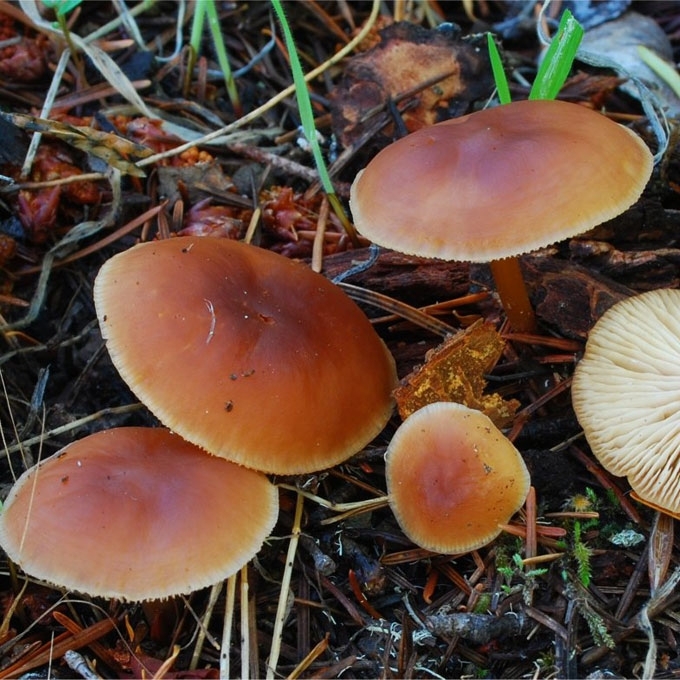 PAPRASTASIS PLEMPIS