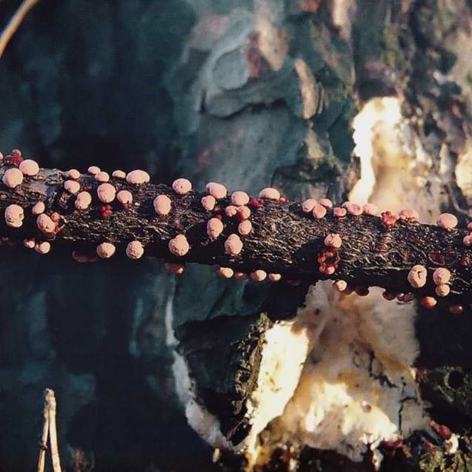 PAPRASTASIS RAUDONSPUOGIS