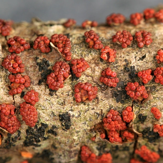 PAPRASTASIS RAUDONSPUOGIS